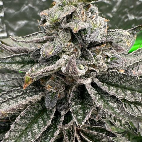 CxLAZ #16 50.72g growlog timeline photo