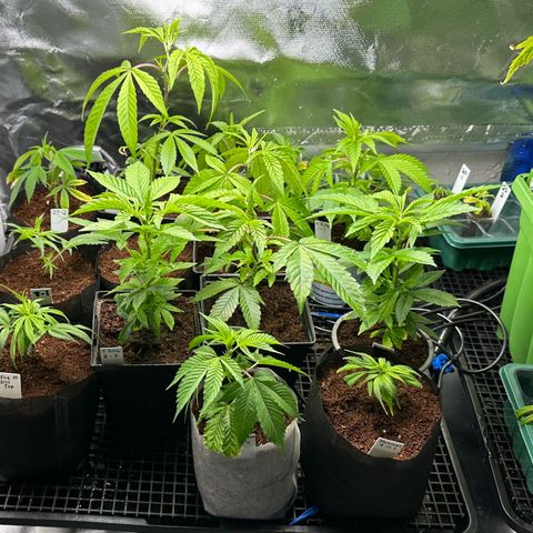 MiscxLAZ #26 C #2 growlog timeline photo