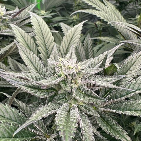 MiscxLAZ #22 C 42.33g growlog timeline photo