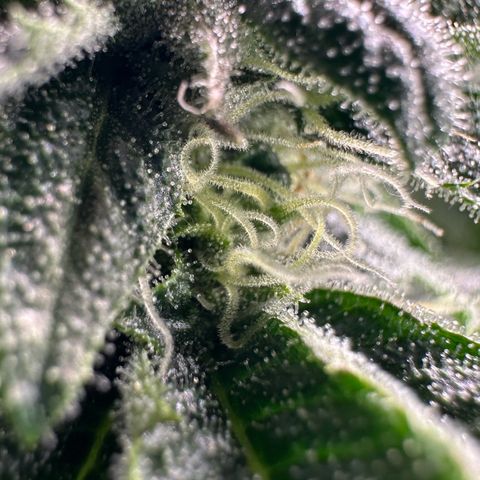 MiscxLAZ #26 C #1 47.15g growlog timeline photo