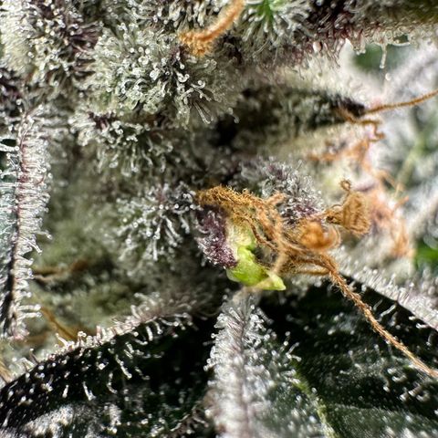 CxLAZ #03 45.52g growlog timeline photo