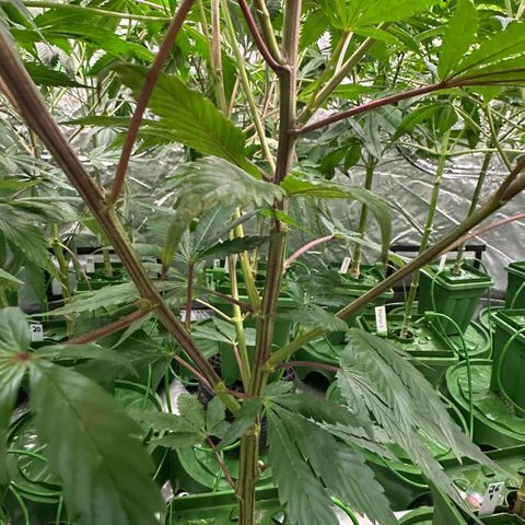 MiscxLAZ #29 C growlog timeline photo