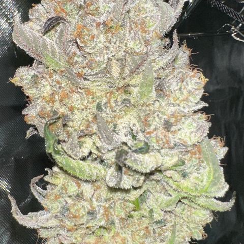 CxLAZ #24 37.13g growlog timeline photo