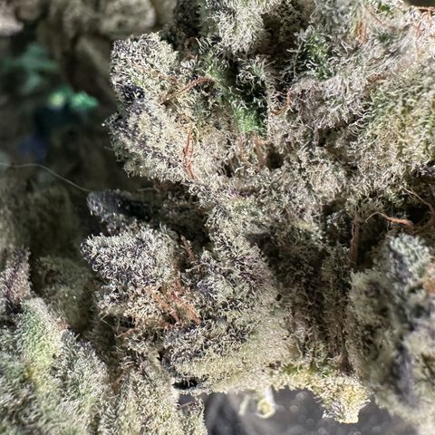 Misc x (LA Kush x Zkittles) #29 25.69g growlog timeline photo