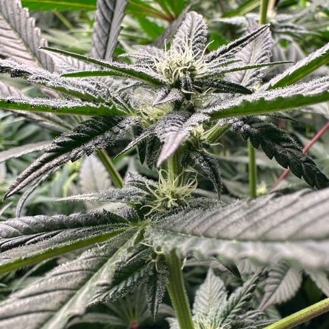 MiscxLAZ #29 C growlog timeline photo