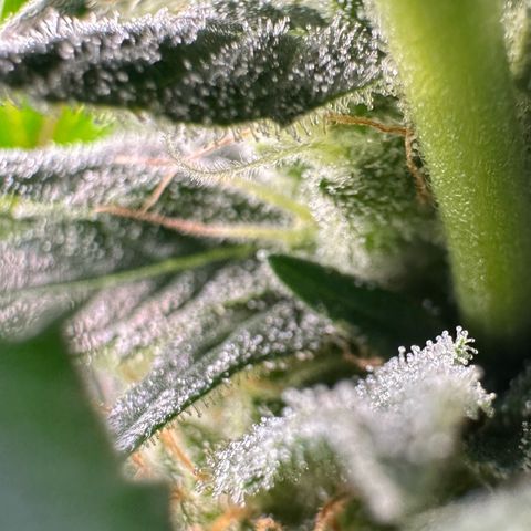 Fuel D.OG #2 Female 49.44g M growlog timeline photo
