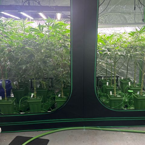 Fuel D.OG #1 Female 47.36g growlog timeline photo