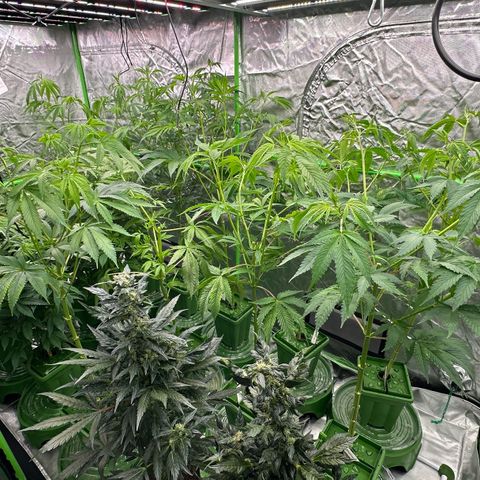 CxLAZ #16 50.72g growlog timeline photo