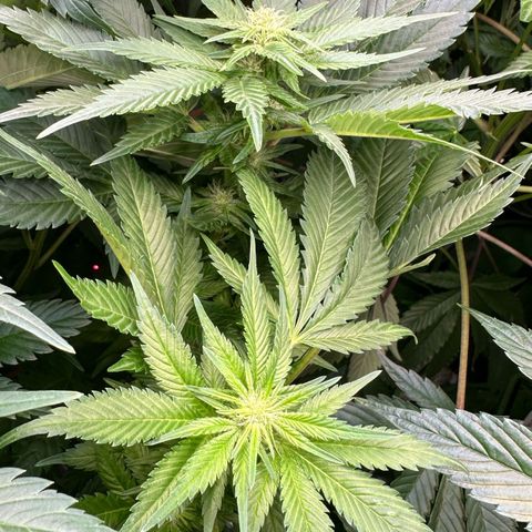 Fuel D.OG #1 Female 47.36g growlog timeline photo