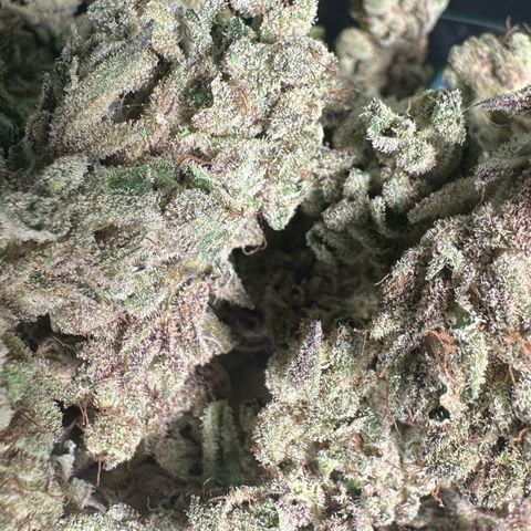 Misc x (LA Kush x Zkittles) #28 13.53g growlog timeline photo