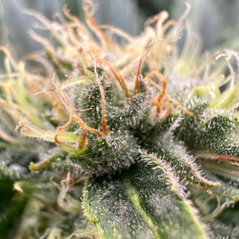 Fuel D.OG #1 Female 47.36g growlog timeline photo