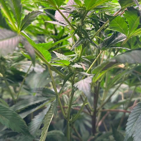 Fuel D.OG #1 Female 47.36g growlog timeline photo