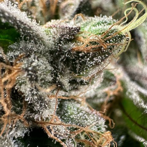 CxLAZ #14 53.59g growlog timeline photo