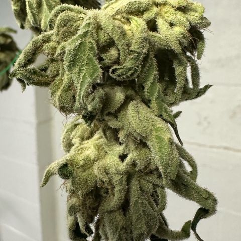 CxLAZ #06 growlog photo: Moved to plastic bag