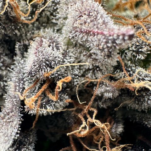 CxLAZ #11 50.28g growlog timeline photo