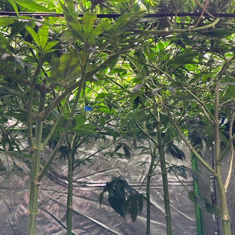 Fuel D.OG #1 Female 47.36g growlog timeline photo