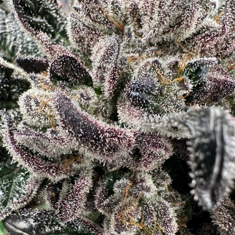 Misc x (LA Kush x Zkittles) #27 33.12g growlog timeline photo