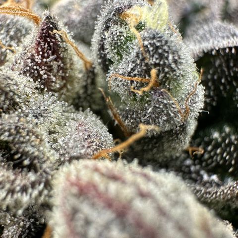 Misc x (LA Kush x Zkittles) #33 19.08g growlog timeline photo