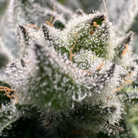 MiscxLAZ #29 C growlog timeline photo