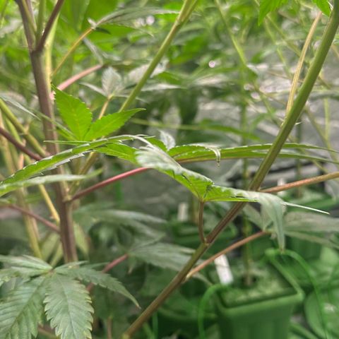 MiscxLAZ #29 C growlog timeline photo