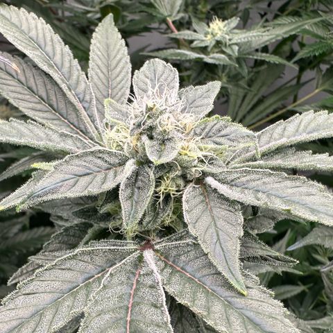 CxLAZ #20 C1 25g growlog timeline photo