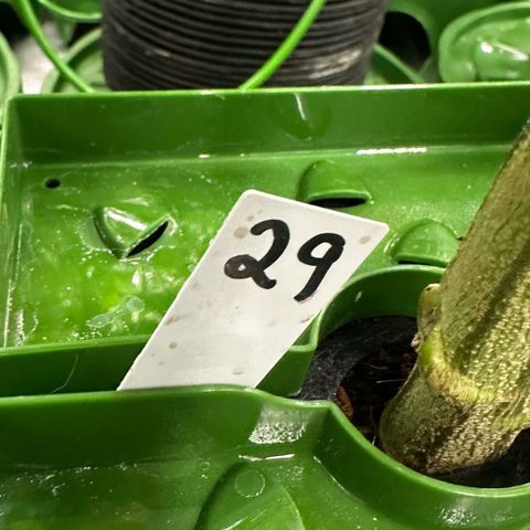 MiscxLAZ #29 C growlog timeline photo