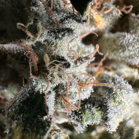 CxLAZ #15 52g growlog photo: Moved to plastic bag