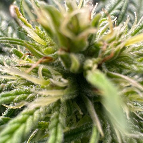 Fuel D.OG #1 Female 47.36g growlog timeline photo