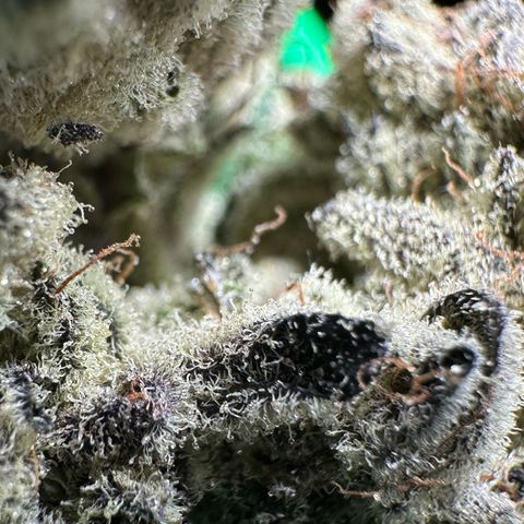 Misc x (LA Kush x Zkittles) #29 25.69g growlog timeline photo