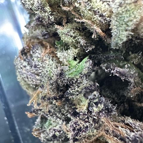CxLAZ #03 45.52g growlog timeline photo