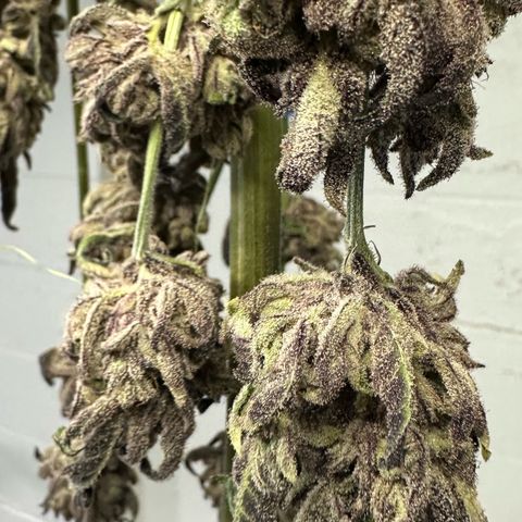 Misc x (LA Kush x Zkittles) #22 34.14g growlog photo: Moved to plastic bag