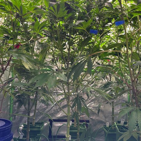 Fuel D.OG #1 Female 47.36g growlog timeline photo