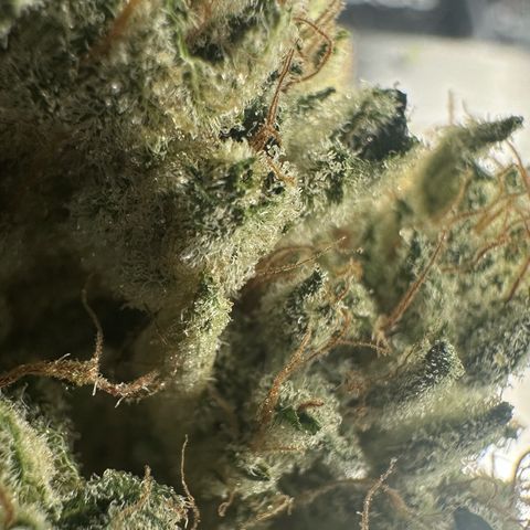 CxLAZ #15 52g growlog photo: Trim and put in grove bag, kind of dry.