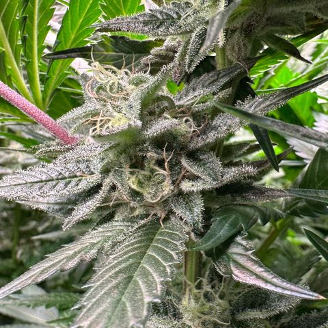 CxLAZ #03 C #1 58.58g growlog timeline photo