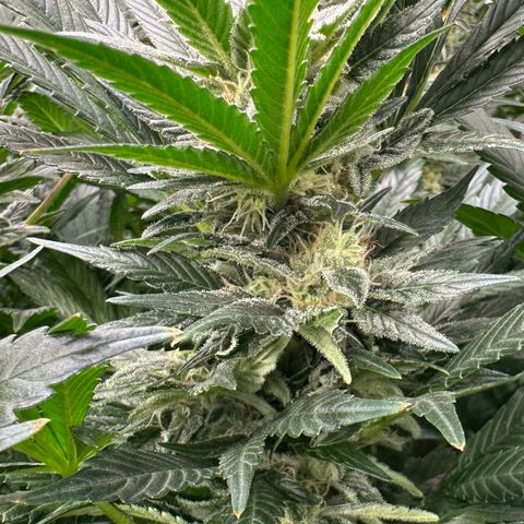 Fuel D.OG #2 Female 49.44g M growlog timeline photo