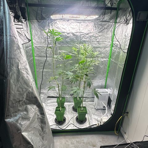 Shaman growlog timeline photo