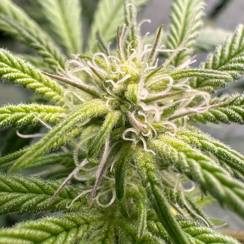 MiscxLAZ #26 C #1 47.15g growlog timeline photo