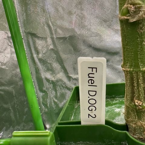 Fuel D.OG #2 Female 49.44g M growlog timeline photo