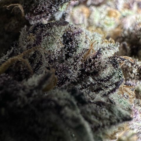 Misc x (LA Kush x Zkittles) #37 42.26g growlog photo: Nanners all over that I missed. Plant was on right side of tent where light was malfunctioning.