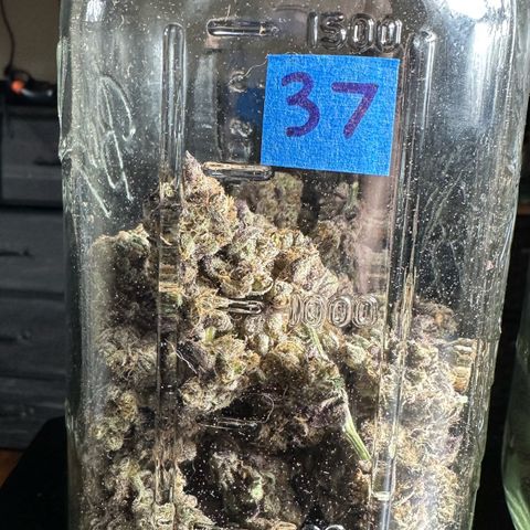 Misc x (LA Kush x Zkittles) #37 42.26g growlog timeline photo