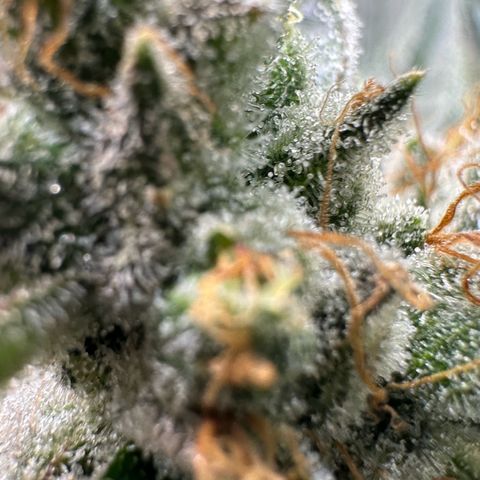 CxLAZ #06 growlog timeline photo