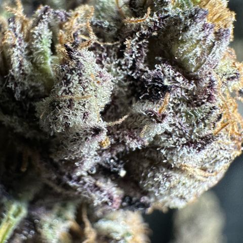 Misc x (LA Kush x Zkittles) #37 42.26g growlog photo: Nanners all over that I missed. Plant was on right side of tent where light was malfunctioning.