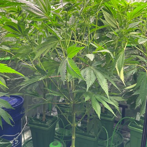 Fuel D.OG #1 Female 47.36g growlog timeline photo