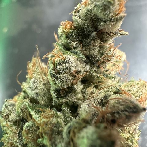 CxLAZ #06 growlog timeline photo