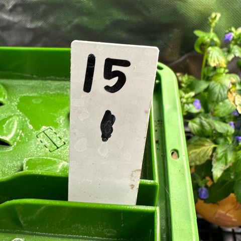 CxLAZ #15 C #1 growlog timeline photo