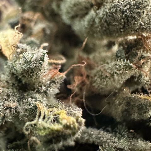 CxLAZ #15 52g growlog photo: Trimmed main cola