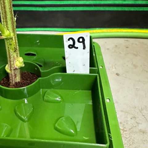 MiscxLAZ #29 C growlog timeline photo