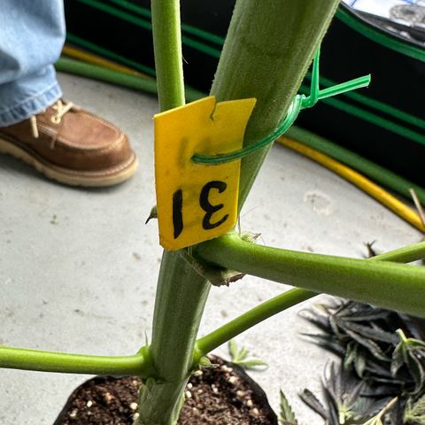 CxLAZ #31 58.75g growlog photo: Harvest day