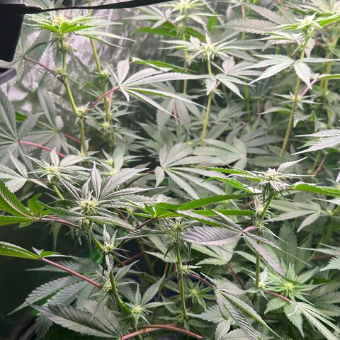 CxLAZ #03 C #1 58.58g growlog timeline photo