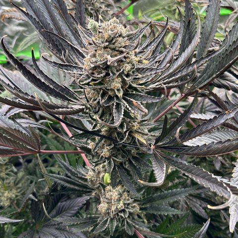 CxLAZ #31 58.75g growlog timeline photo